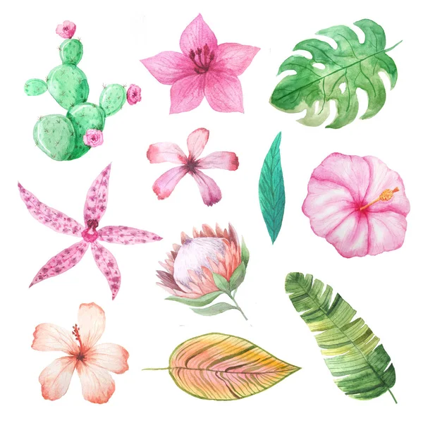 Akvarel tropické letní květiny a listy — Stock fotografie
