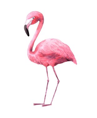 Suluboya tropikal sevimli flamingo