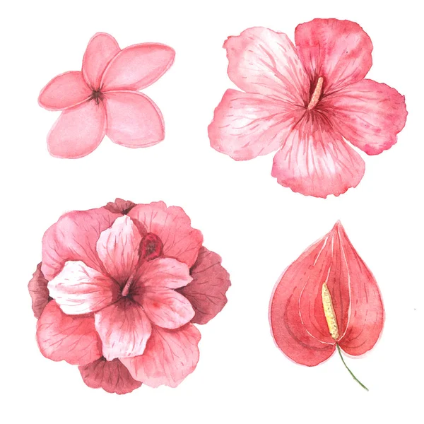 Acquerello rosa fiori tropicali set — Foto Stock