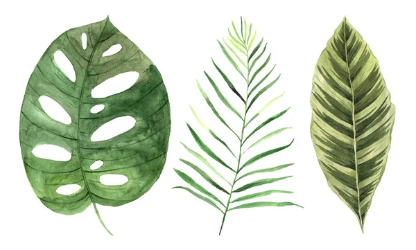 Aquarell grüne tropische Blätter Set — Stockfoto