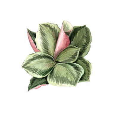 Suluboya yeşil tropikal palmiye yaprağı