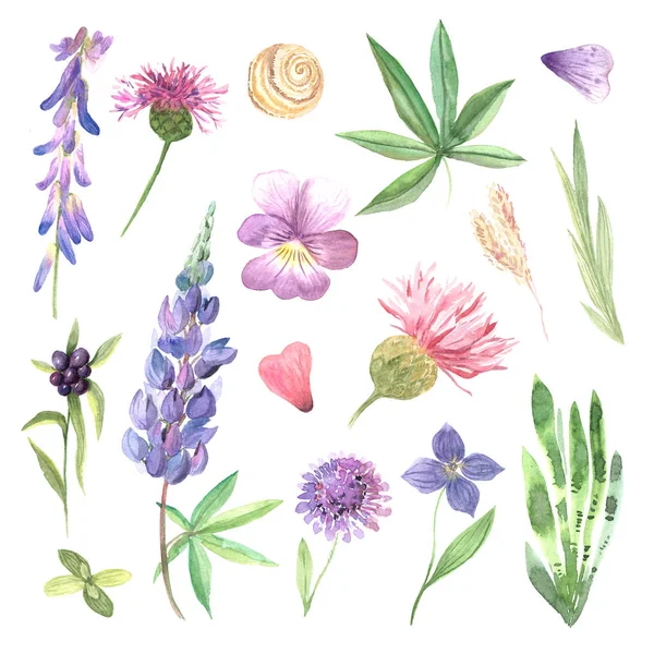 Acuarela pintada a mano flores silvestres, plantas de campo —  Fotos de Stock