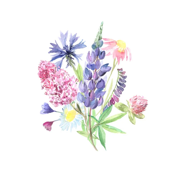 Aquarela pintados à mão flores silvestres, plantas de campo — Fotografia de Stock