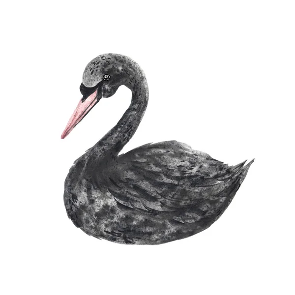 Aquarell handbemalter schwarzer Schwan — Stockfoto