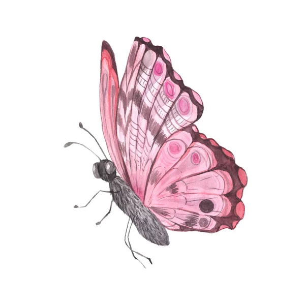 Rosa brillante acuarela mariposa —  Fotos de Stock