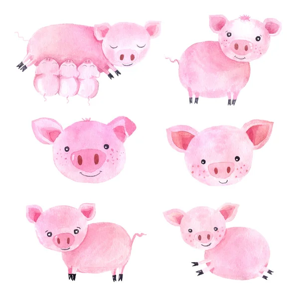 Watercolor cute pigs characters — Stock Photo, Image