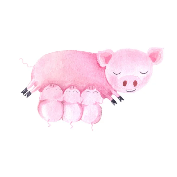 Watercolor cute pigs characters