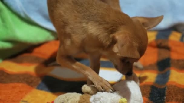 Two Different Dogs Are Very Funny To Dry Up After A Shower Long