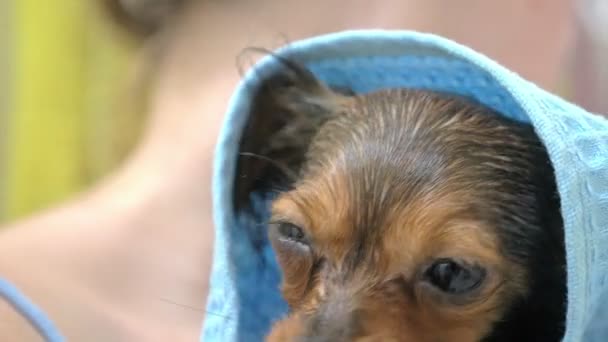 That Terrier Is Washed In A Bath The Bulk Is Large And White
