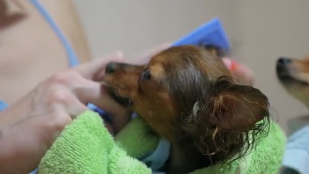 Two Different Dogs Are Very Funny To Dry Up After A Shower Long