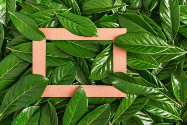 Karton çerçeve yeşil yaprakları arasında. Yakın çekim.