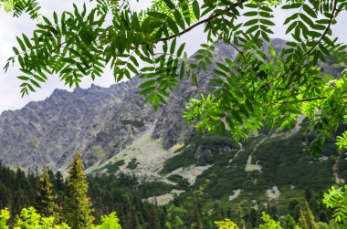 Ağaçların yaprakları dağlara görünümünü.