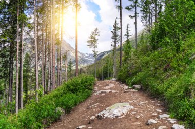 Dağlarda orman yolu. Harika bir manzara.