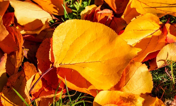 Осенние листья лежат на траве. Крупный план . — стоковое фото