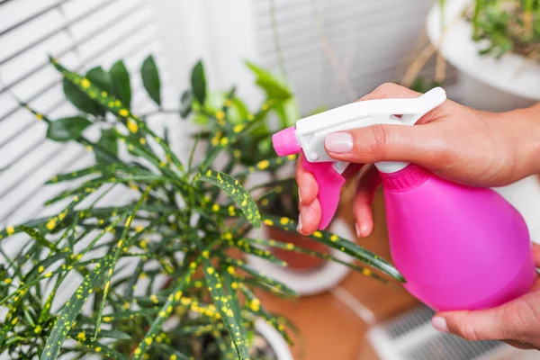 Ev bitki bir atomizer ile nemlendirin. Yakın çekim.