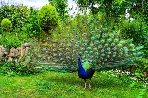 Peacock in natural conditions. One can see a beautiful bird coloring. — Stock Photo, Image