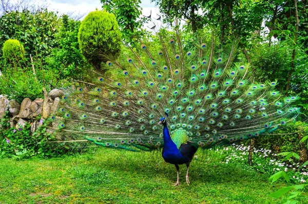 Pavão em condições naturais. Pode-se ver uma bela coloração de pássaro . — Fotografia de Stock