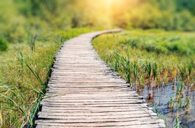 The path of the wooden plates among the picturesque vegetation and pond. clipart