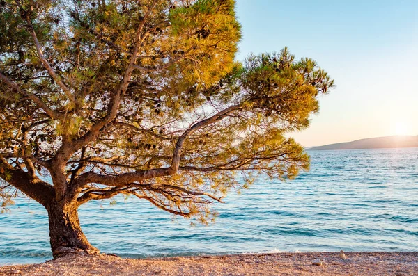 Vackra tallar och stranden av det blå havet på kvällen. Kroatien. — Stockfoto