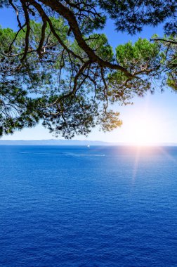 Güzel çam ağaçları ve akşamları mavi denizin kıyıları. Hırvatistan.