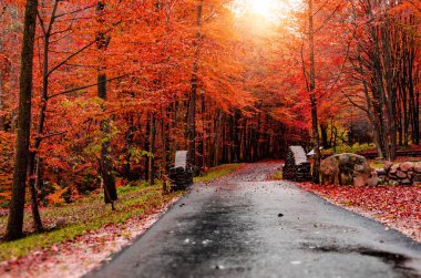 Bir yağmurlu günde sonbahar park.