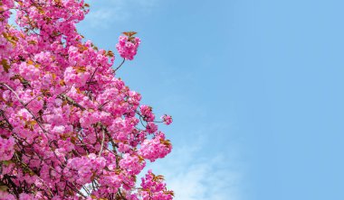 Çiçekaçan Japon kiraz veya sakura.