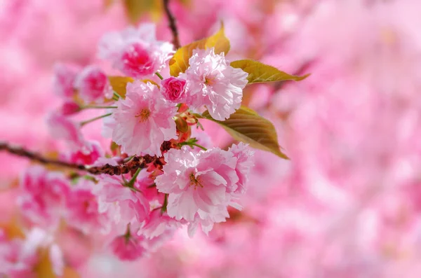Blooming Japanese cherry or sakura. — Stock Photo, Image