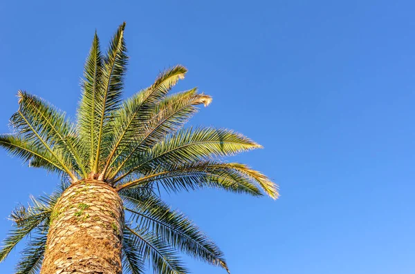 Palm. Tropikal arka plan.