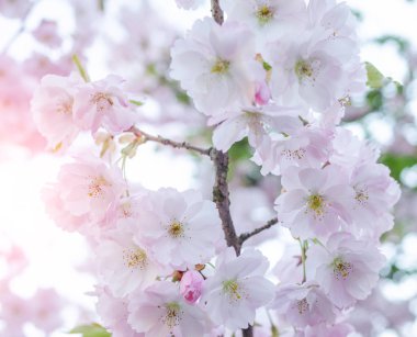 Çiçek açan Japon kiraz Sakura dalları.