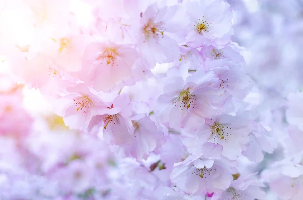 Branches of blossoming Japanese cherry sakura. — Stock Photo, Image