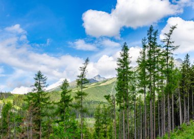 Slovakya'daki Tatra Dağları'ndaki bir ormanda bir patika. Avrupa.