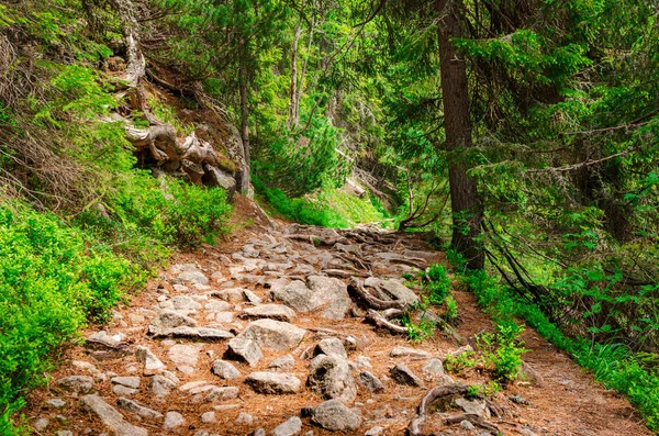 Un sentiero in una foresta tra i Monti Tatra in Slovacchia. L'Europa . — Foto Stock