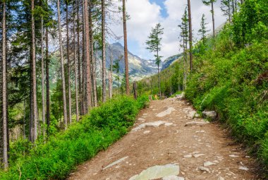 Slovakya'daki Tatra Dağları'ndaki bir ormanda bir patika. Avrupa.