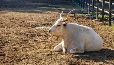 Bir çayırda beyaz bufalo.