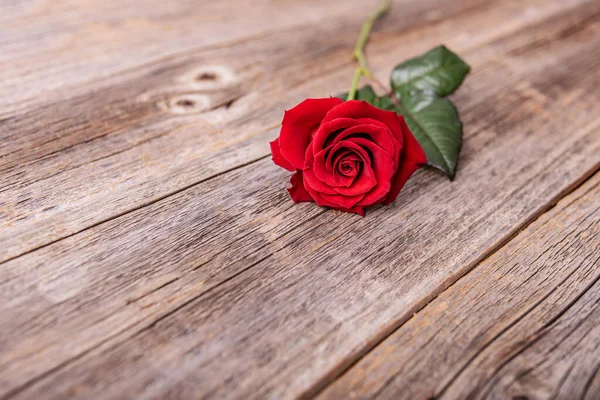 Rosa rossa su fondo di legno — Foto Stock