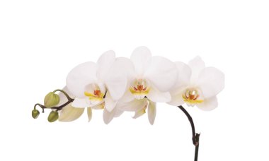 beyaz zemin üzerinde bir orkide çiçeği.