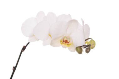 beyaz zemin üzerinde bir orkide çiçeği.