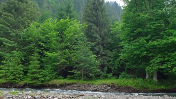 침엽수림을 배경으로 하는 산악 강. — 비디오