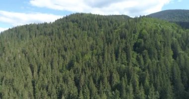 Kozalaklı ormanlarla kaplı dağların üzerinden İHA uçuşu.