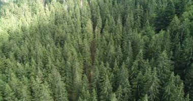 Ladin dağ ormanının üzerinden uçun..