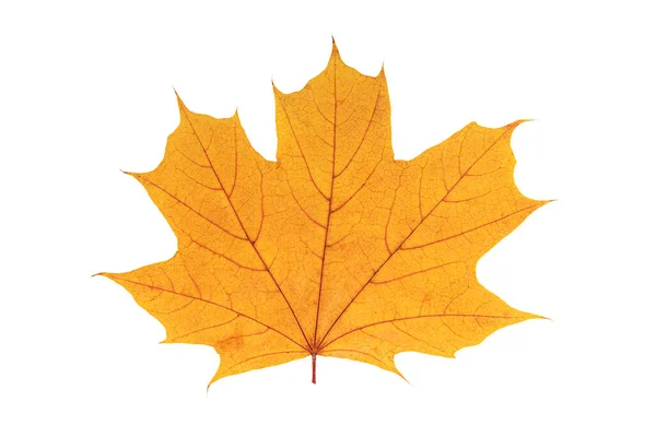Folha amarela de outono isolada sobre um fundo branco . Fotografia De Stock