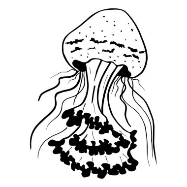Vektör resim denizanası. Medusa illüstrasyon izole beyaz arka plan, öğe dövme tasarım, çizgi film, doodle.