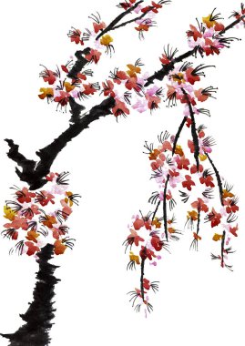 Şu yeni gelişen bir ağaç dalı. Sakura pembe çiçekler. Suluboya ve mürekkep çizim stili sumi-e, u-sin. Oryantal geleneksel resim. Beyaz arka plan üzerinde izole.
