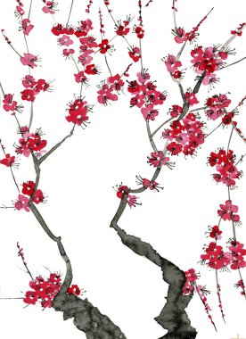 Şu yeni gelişen bir ağaç dalı. Sakura pembe çiçekler. Suluboya ve mürekkep çizim stili sumi-e, u-sin. Oryantal geleneksel resim. Beyaz arka plan üzerinde izole.