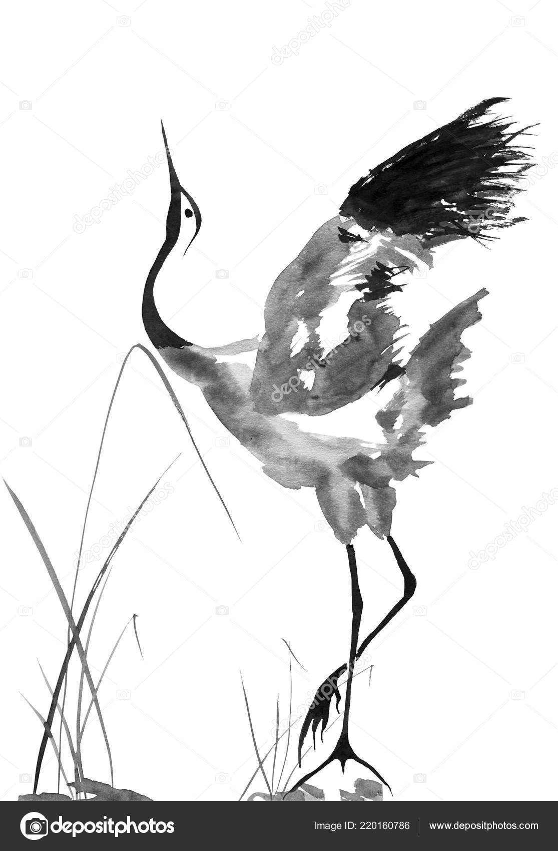 Dessin Oiseau Grue Japonaise Peinture Aquarelle Encre