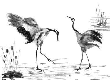 İki aşık Japon vinçler kuş. Suluboya ve mürekkep çizim stili sumi-e, u-sin, go-hua Oriental geleneksel resim. İzole .