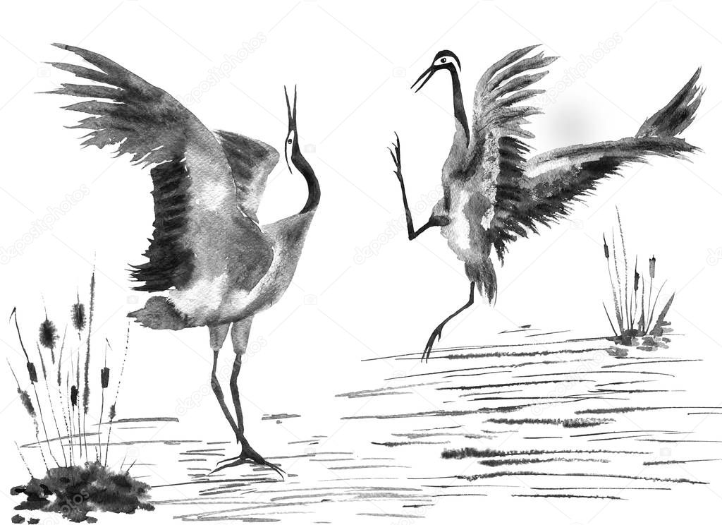 Two enamored japanese cranes bird. Watercolor and ink illustration in style sumi-e, u-sin, go-hua Oriental traditional painting. Isolated .
