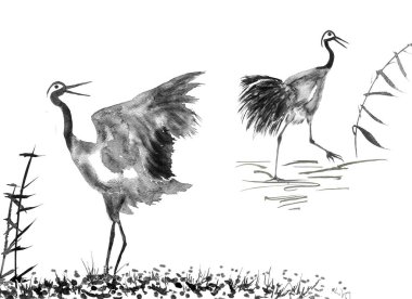 İki Japon vinçler kuşlar çizim âşık. Suluboya ve mürekkep çizim stili sumi-e, u-sin, go-hua Oriental geleneksel resim. İzole .