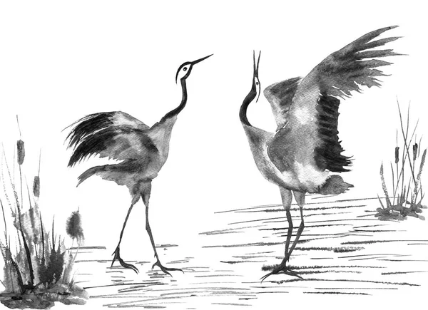 Deux Grues Japonaises Épris Oiseaux Dessin Aquarelle Illustration Encre Dans — Photo