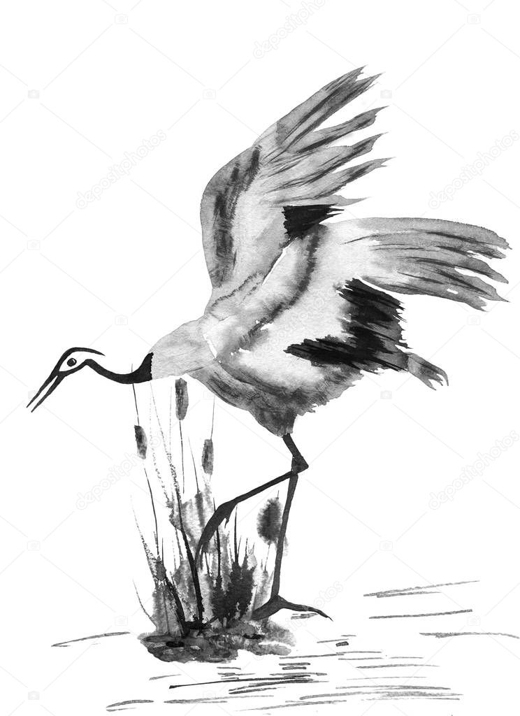 Japanese crane bird drawing.  Watercolor and ink illustration in style sumi-e, u-sin, go-hua Oriental traditional painting. Isolated .